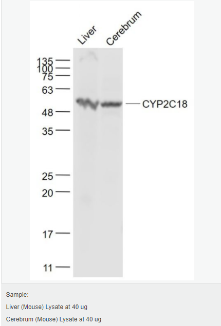 6052b5634b066.png image.png